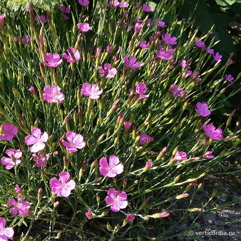 Гвоздика травянка выращивание из семян. Гвоздика травянка (Dianthus deltoides). Гвоздика травянка розовая. Гвоздика травянка / Dianthus deltoides "Albus". Гвоздика травянка розовая многолетняя.