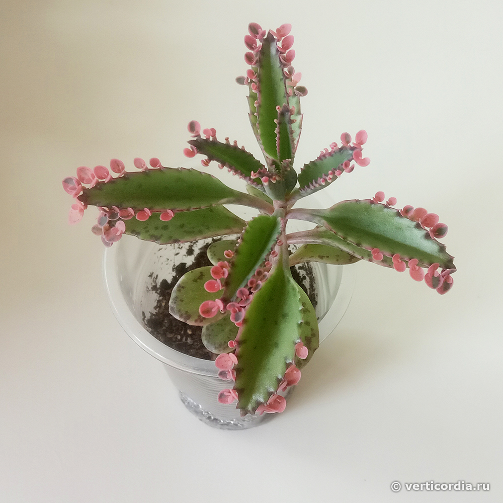 kalanchoe delagoensis x daigremontiana