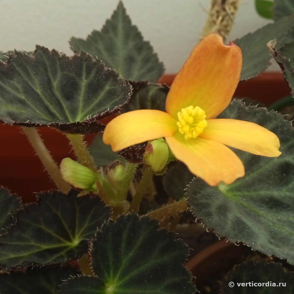 Вертикордия — Бегония боливийская "Glowing Embers" (Begonia boliviensis)