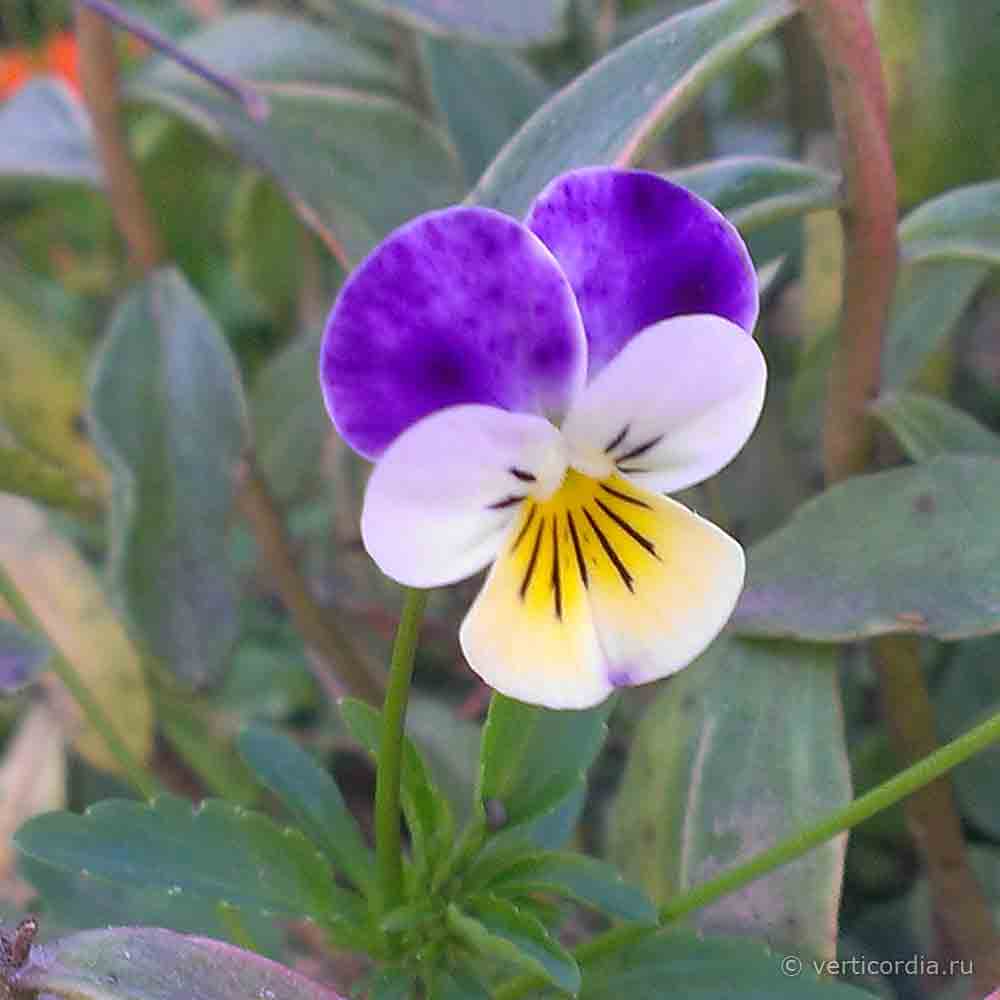 На какое растение похожа фиалка трехцветная. Виола Триколор. 1.5.Фиалка трехцветная (Viola Tricolor l).. Семейство виол. Сем. Фиалковые.