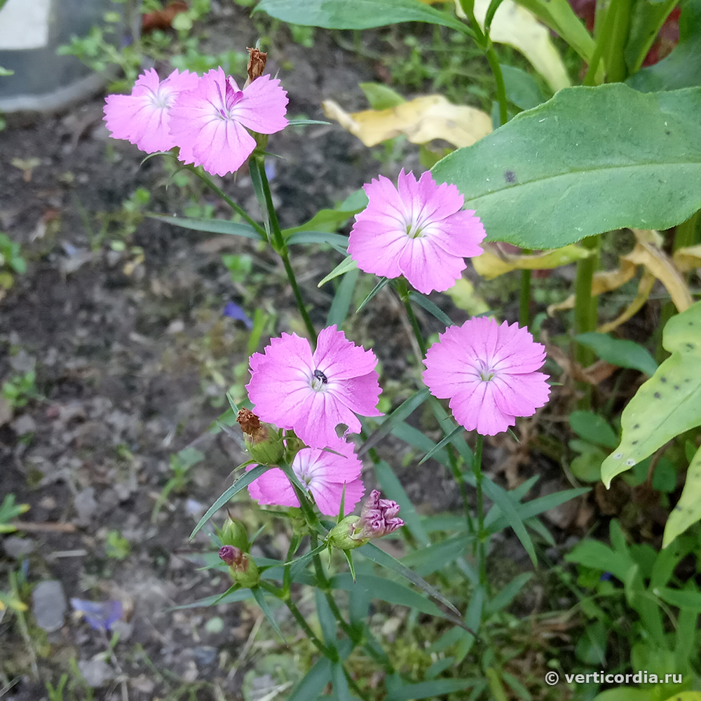 dianthus-versicolor4