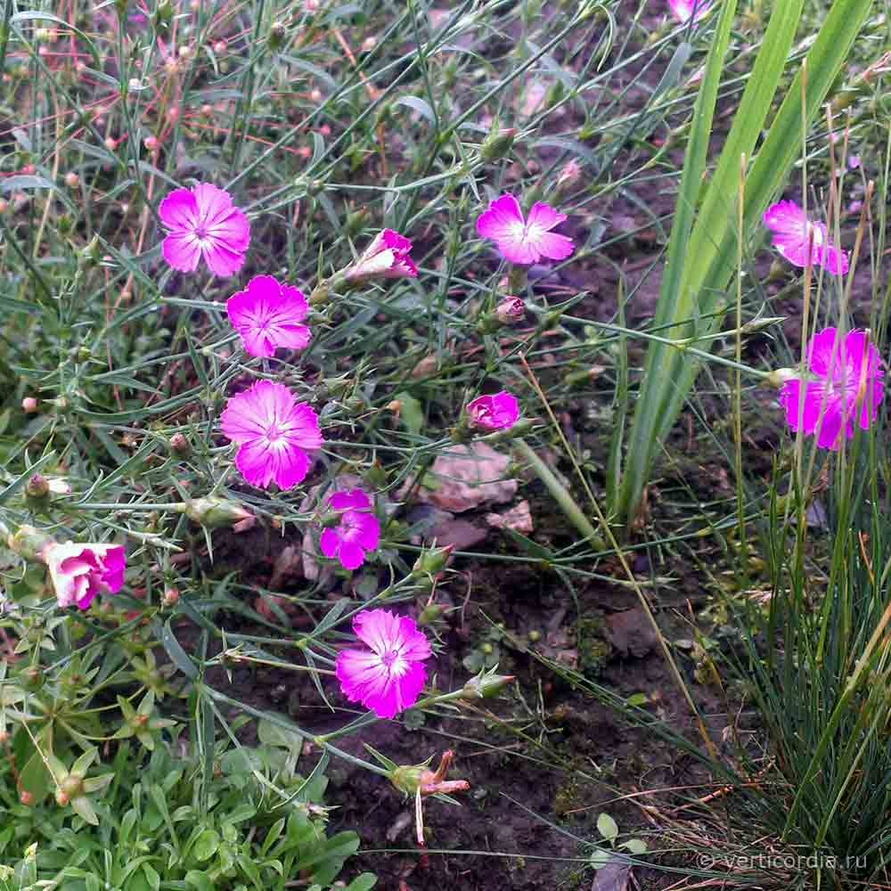 Dianthus-sp3
