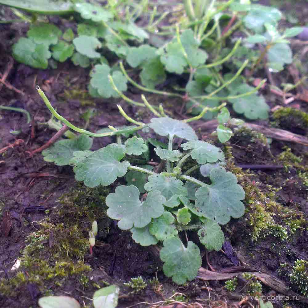 Камнеломка рассада. Камнеломка Сибирская Saxifraga. Камнеломка семена. Камнеломка зернистая.